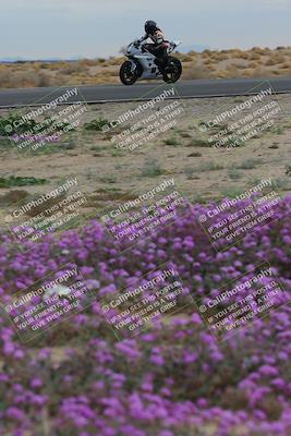 media/Jan-14-2023-SoCal Trackdays (Sat) [[497694156f]]/Turn 14 Exit Bloomig (145pm)/